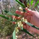 Acacia saliciformis Tindale resmi