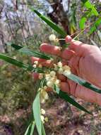 Image of Acacia saliciformis Tindale