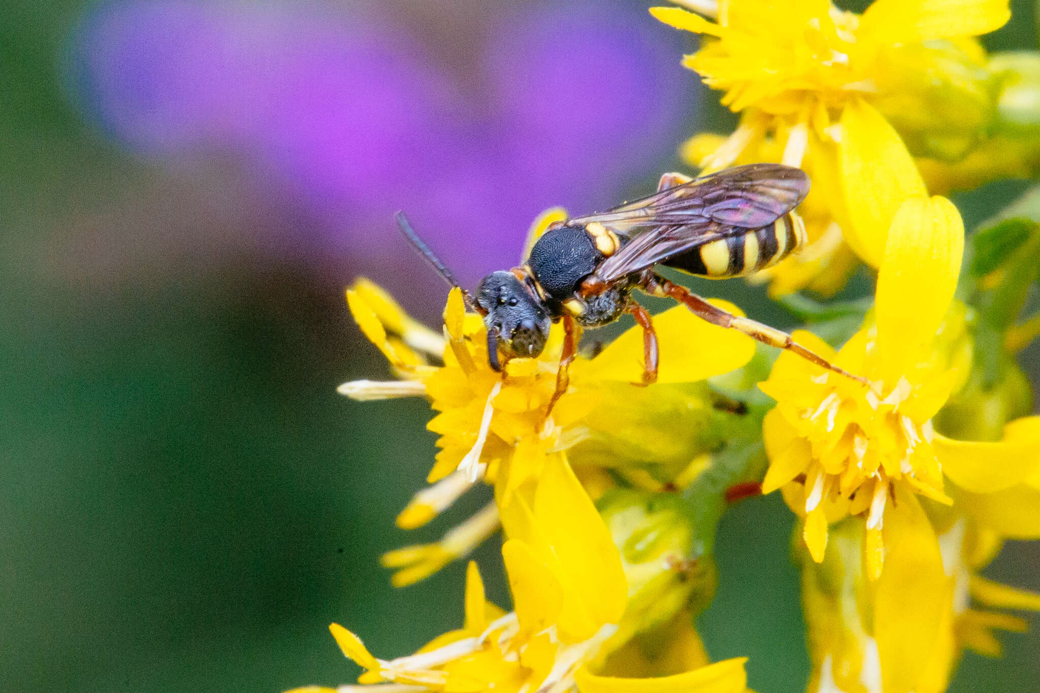 Image of Nomada placida Cresson 1863