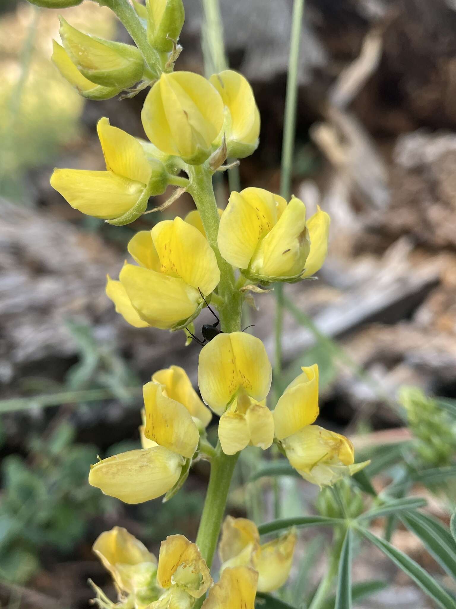 Plancia ëd Lupinus croceus Eastw.