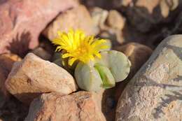 Image of Glottiphyllum suave N. E. Br.