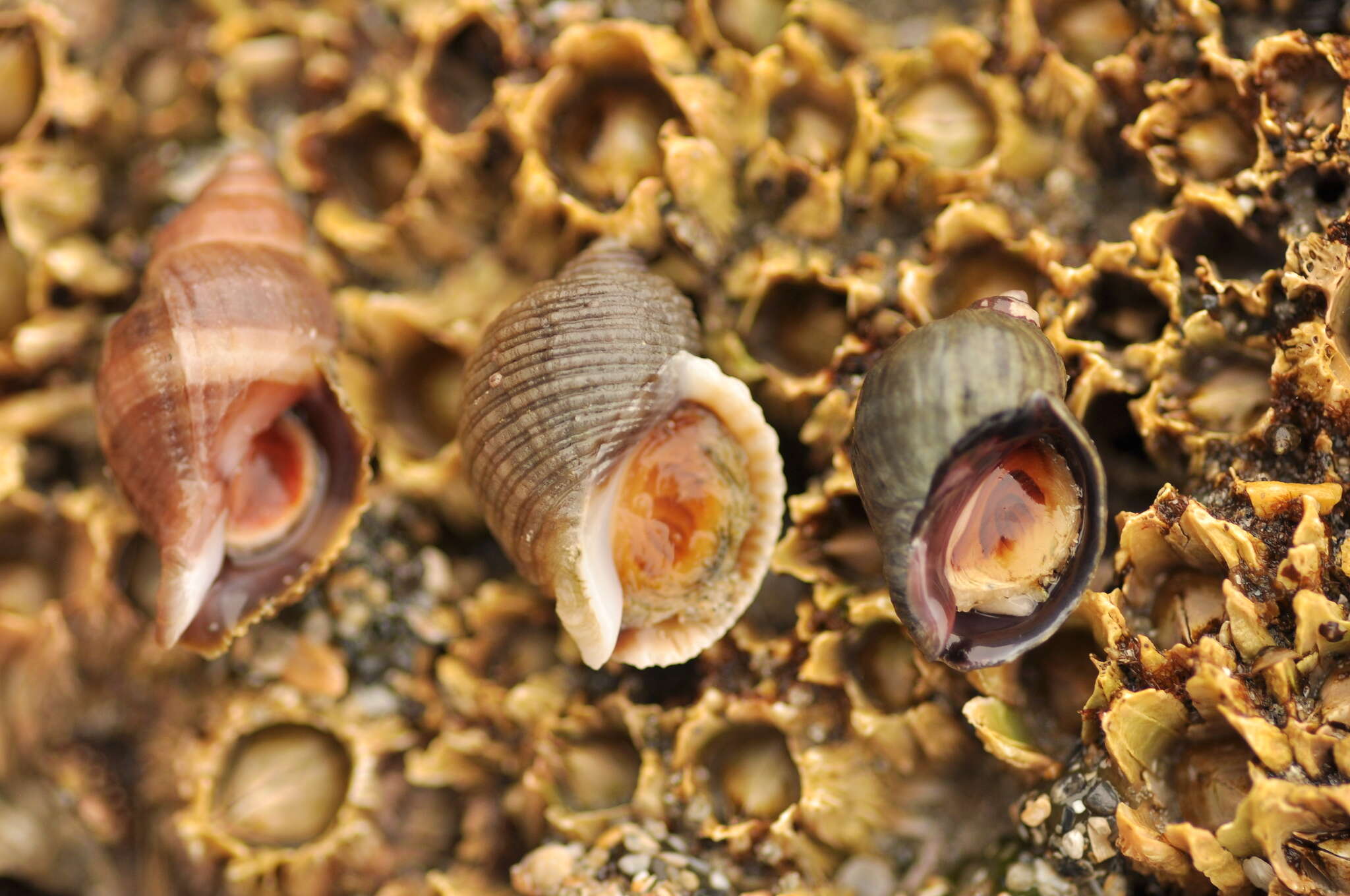 Image of Nucella canaliculata (Duclos 1832)