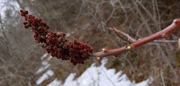 Image of rocky mountain sumac