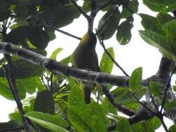 Image of Green Shrike-Vireo