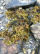 Image of Spiral or Spiralled Wrack