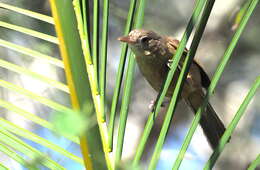 Image of Rufous Shrikethrush