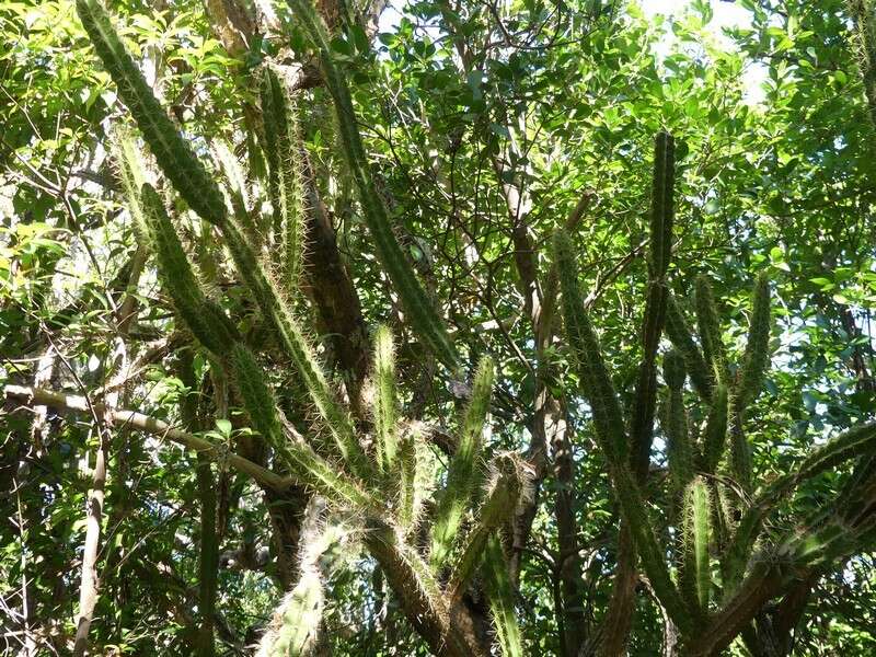 Image of Leptocereus arboreus Britton & Rose