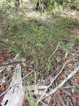 Image of Cycad