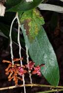 Image of Grevillea victoriae subsp. nivalis V. Stajsic & W. Molyneux