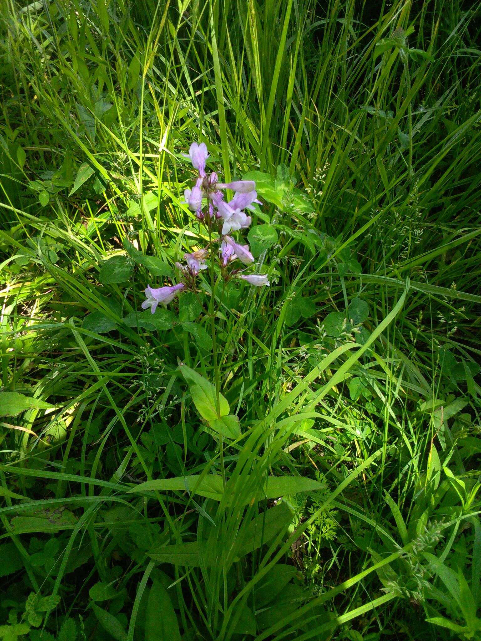 Image of longsepal beardtongue