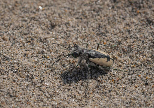 Image of <i>Cicindela latesignata obliviosa</i>