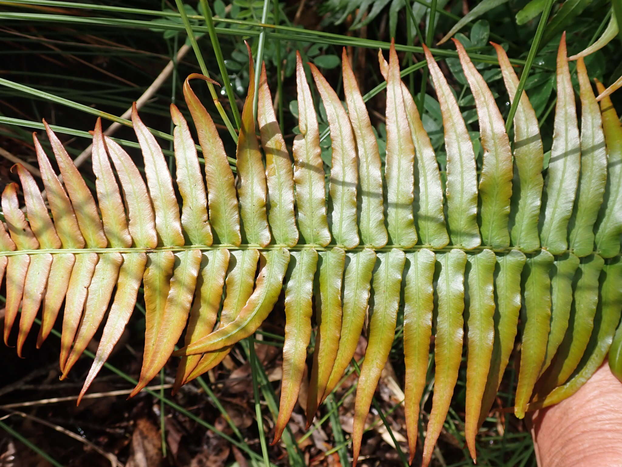 Image of Glossy Deer Fern