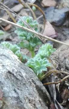 Image of Pelargonium xanthopetalum E. M. Marais