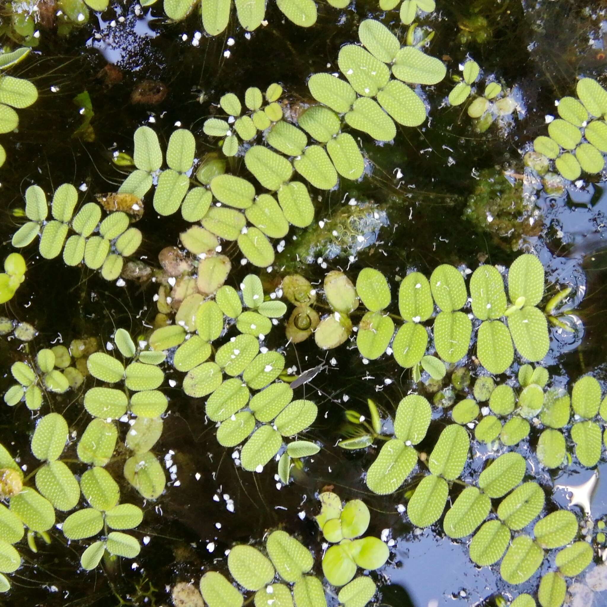 Image of floating watermoss