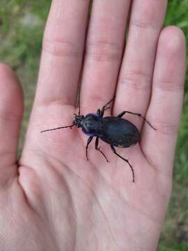 Carabus (Morphocarabus) scheidleri Panzer 1799 resmi