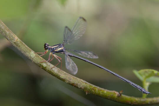 Image of Rhipidolestes owadai Asahina 1997