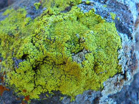 Image of cracked lichen