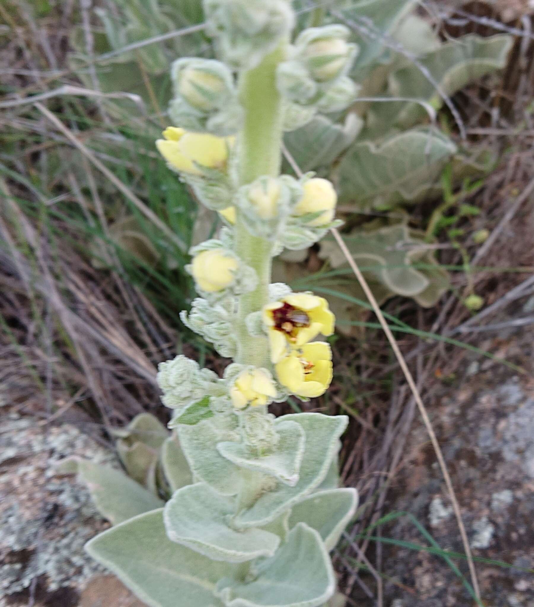 Imagem de Verbascum rotundifolium Ten.