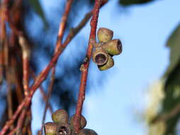 Plancia ëd Eucalyptus pauciflora subsp. pauciflora