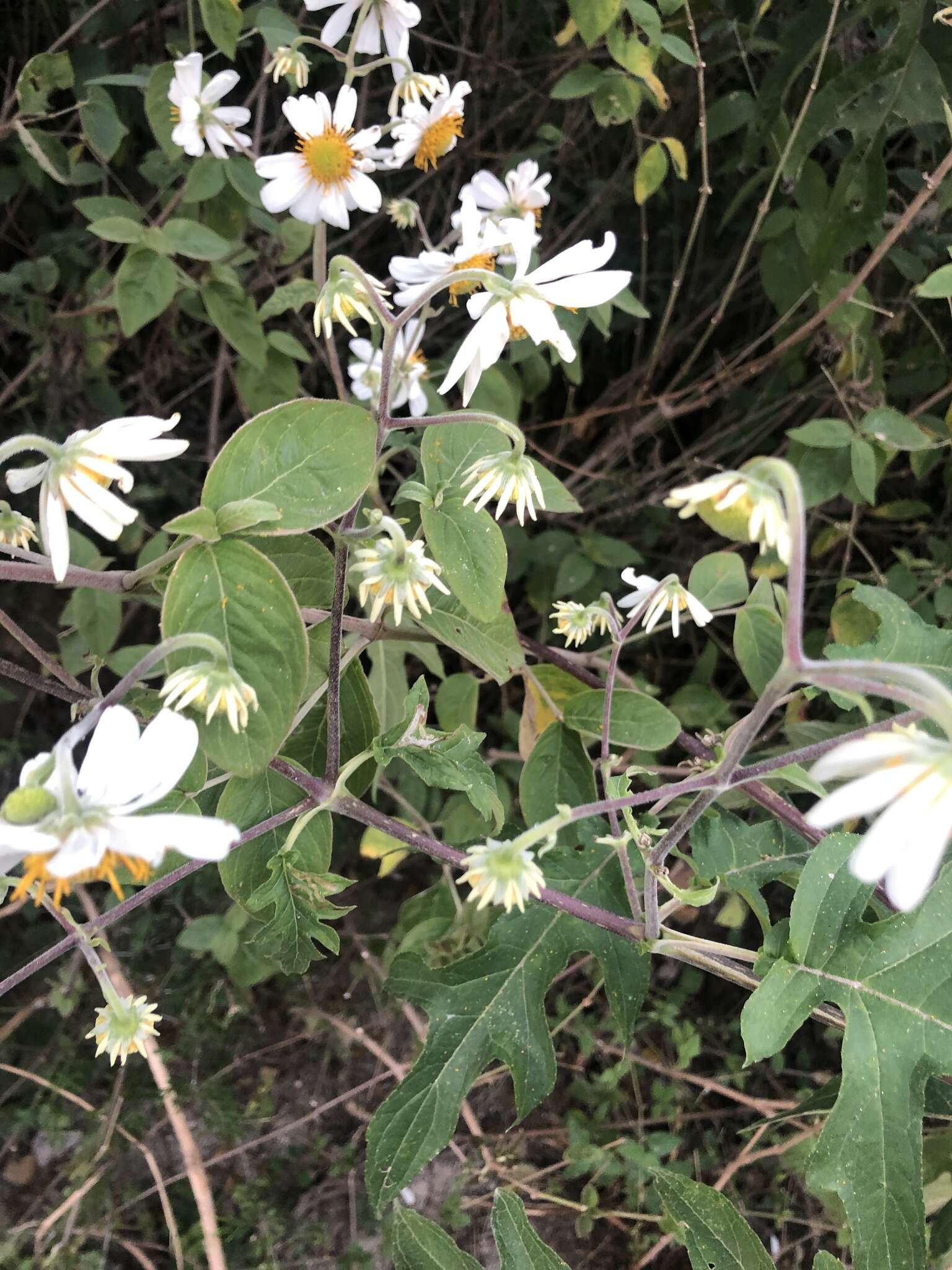 Image of Daisy tree