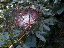 Image of Calliandra angustifolia Benth.