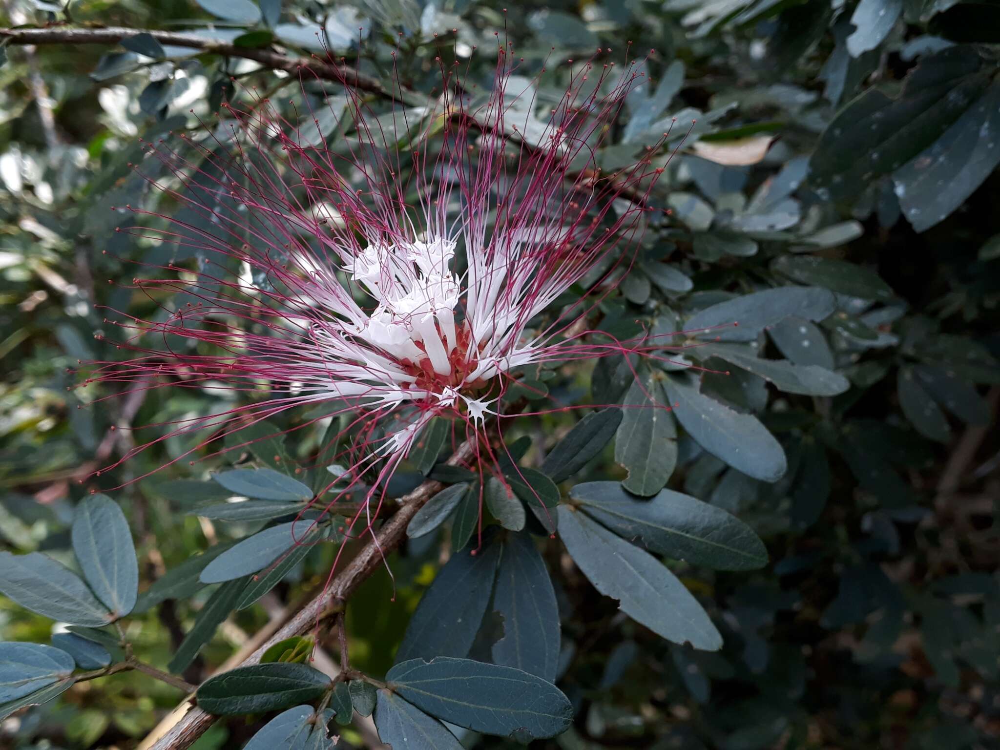 Imagem de Calliandra angustifolia Benth.