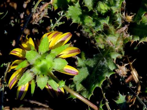 Image of Cuspidia cernua subsp. annua (Less.) Rössl.