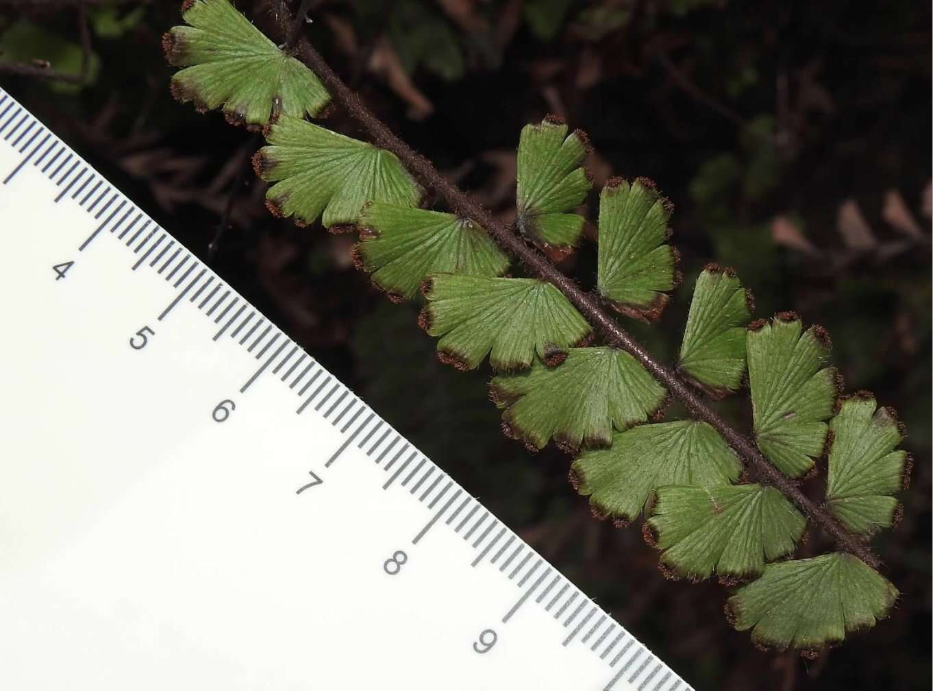 Adiantum ciliatum Bl.的圖片