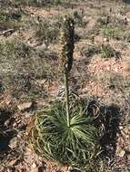 Imagem de Xanthorrhoea pumilio R. Br.