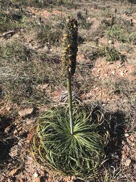 Image of Xanthorrhoea pumilio R. Br.