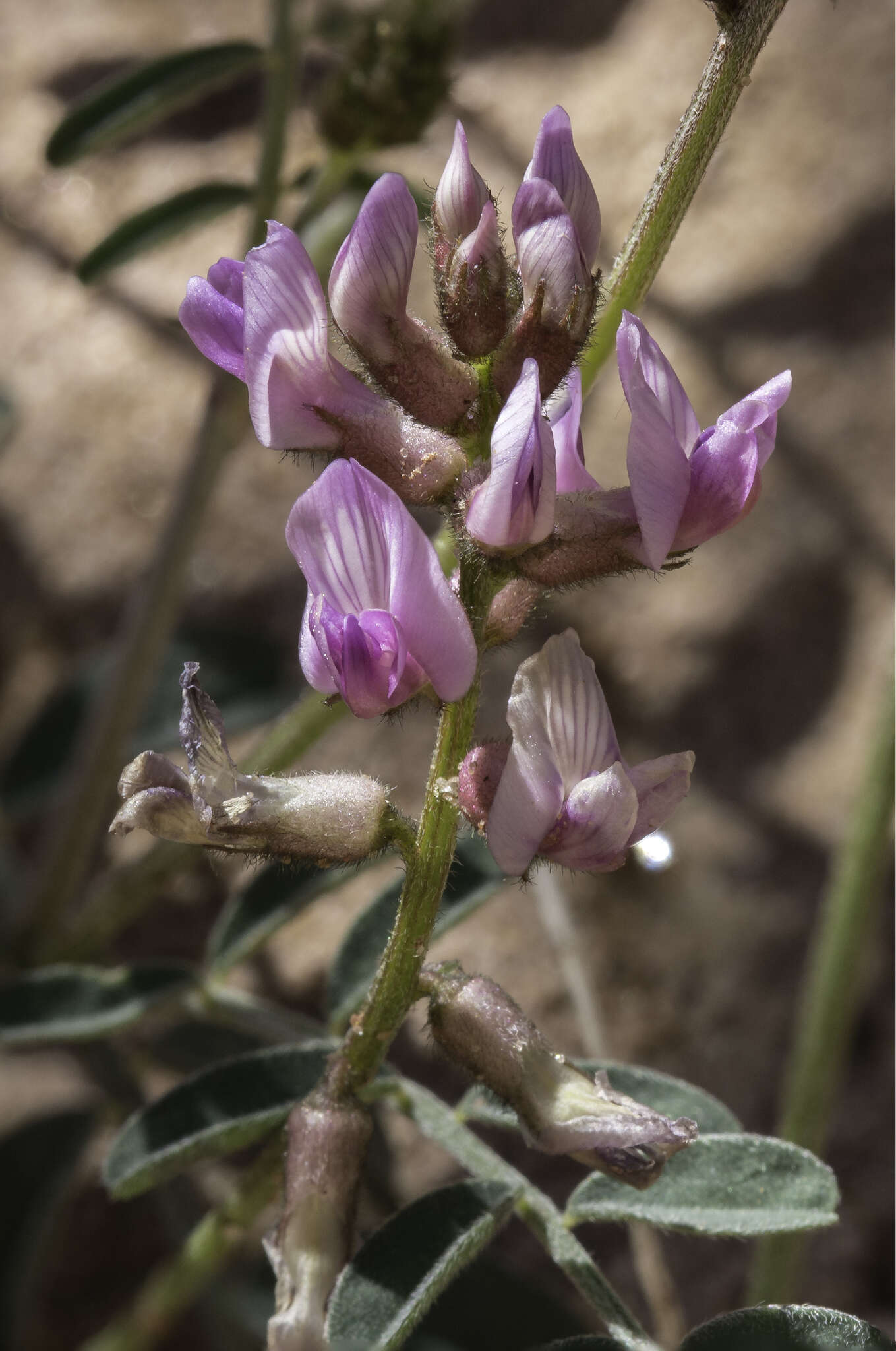 صورة Astragalus flexuosus (Hook.) G. Don