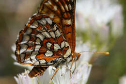 Image de Euphydryas editha (Boisduval 1852)