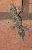 Image of Broad-tailed Gecko