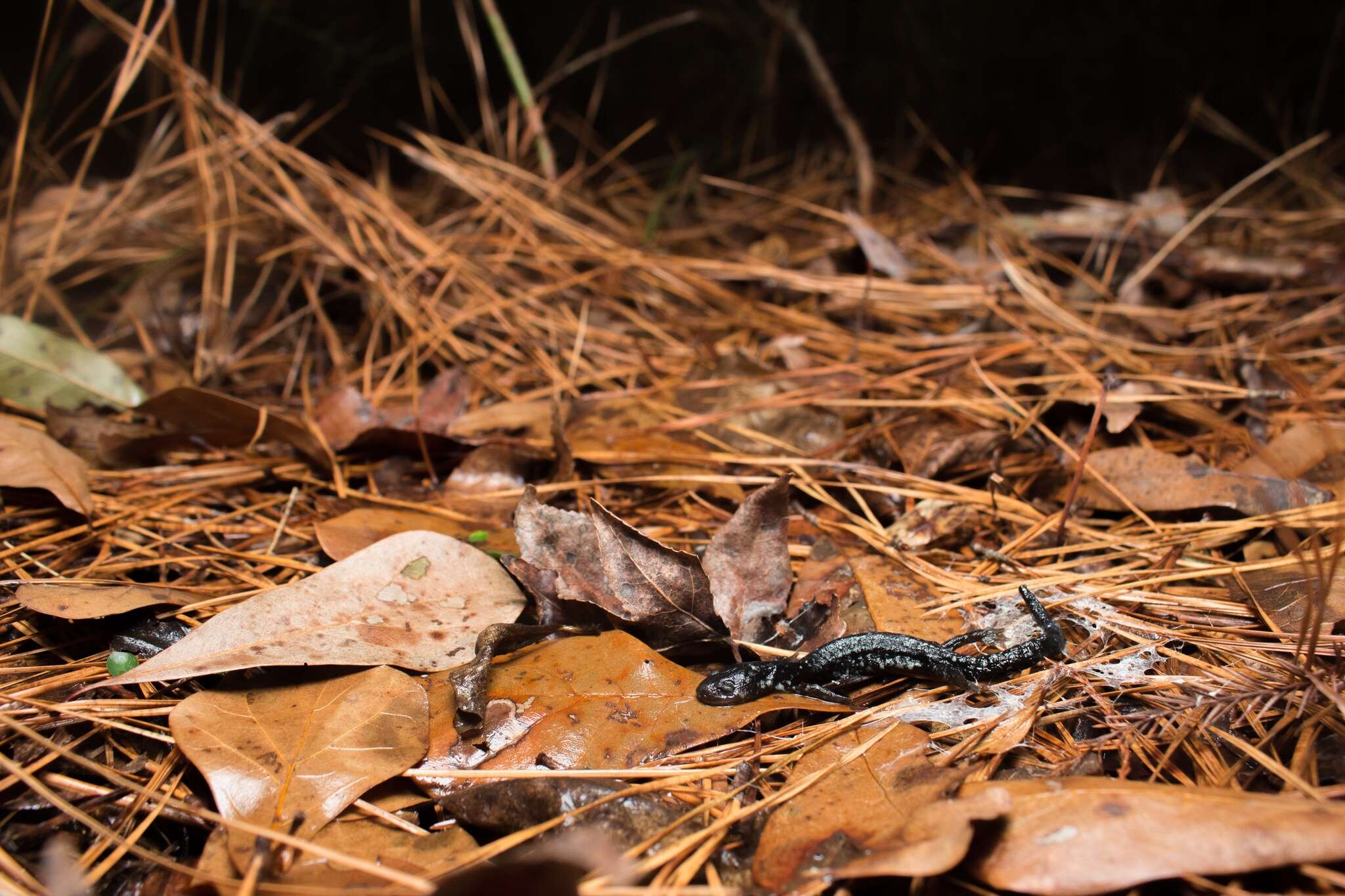 Imagem de Plethodon variolatus (Gilliams 1818)