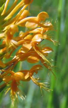 Image of Chapman's Fringed Orchid