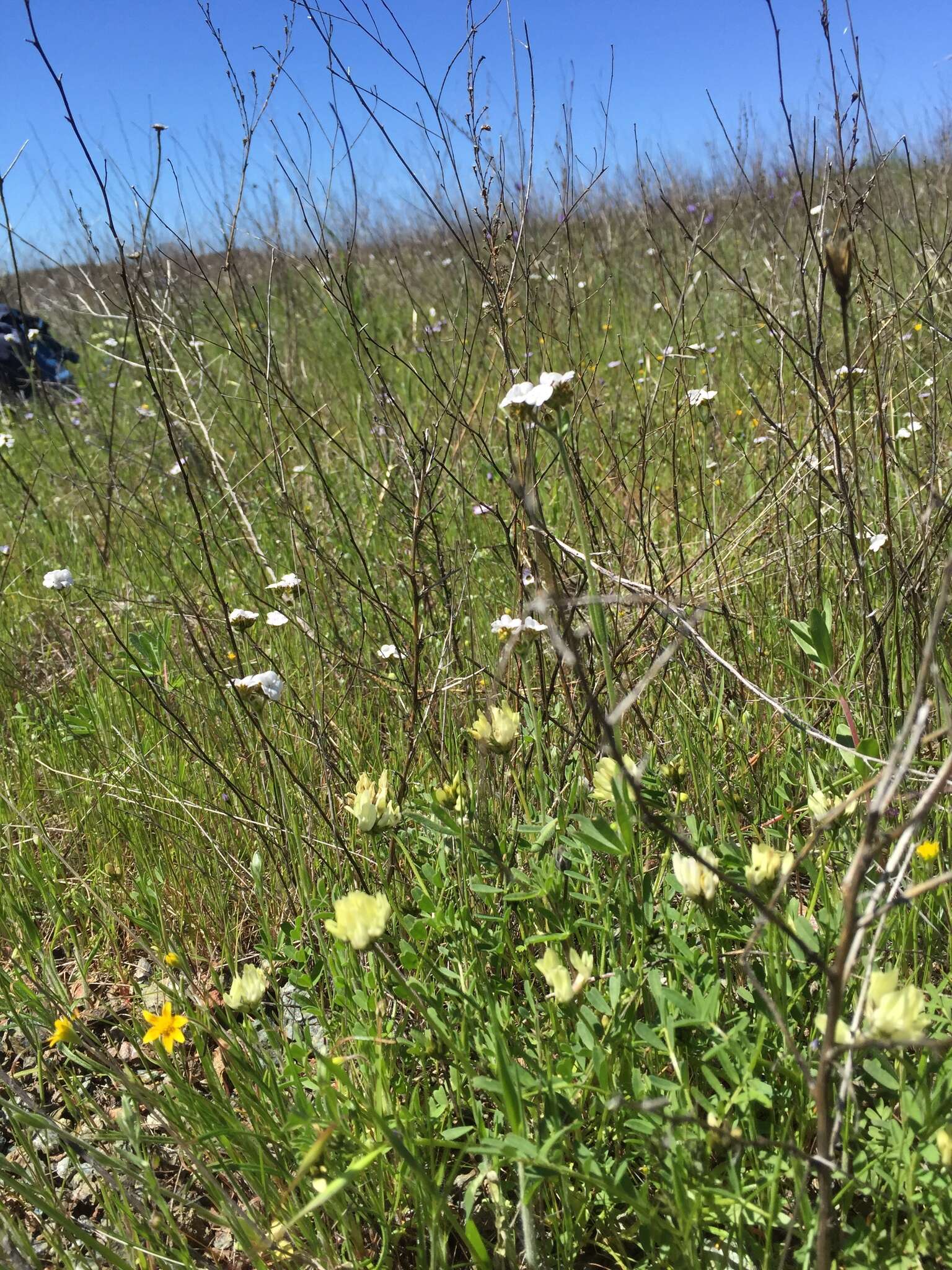 Sivun Astragalus breweri A. Gray kuva