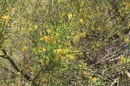 Image of Texas paloverde