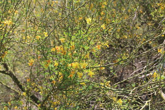 Image of Texas paloverde