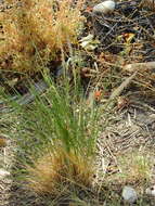 Image de Pappophorum caespitosum R. E. Fr.
