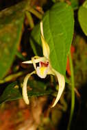 Image of Maxillaria endresii Rchb. fil.