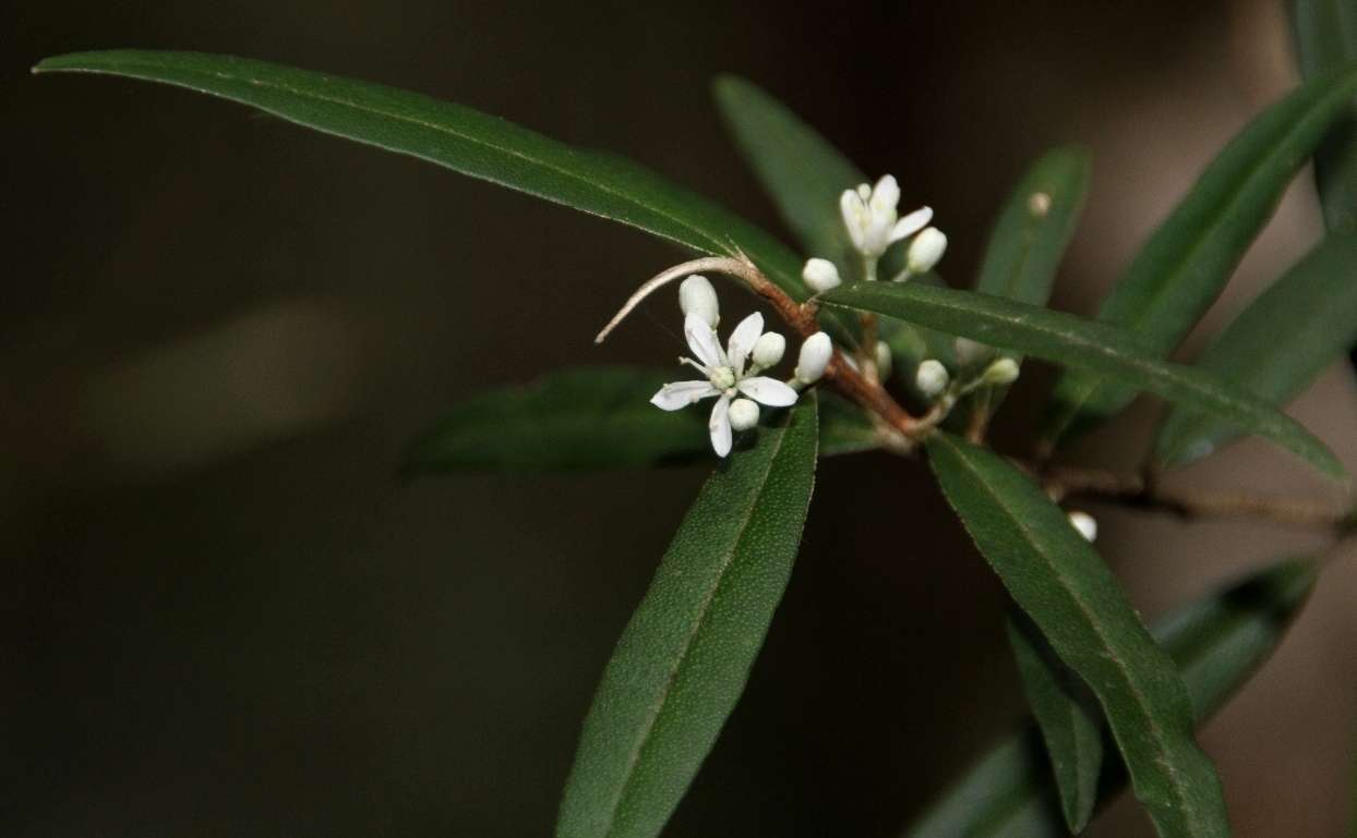 Image of Nematolepis squamea subsp. squamea