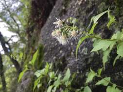 Brickelliastrum fendleri (A. Gray) R. King & H. Rob. resmi