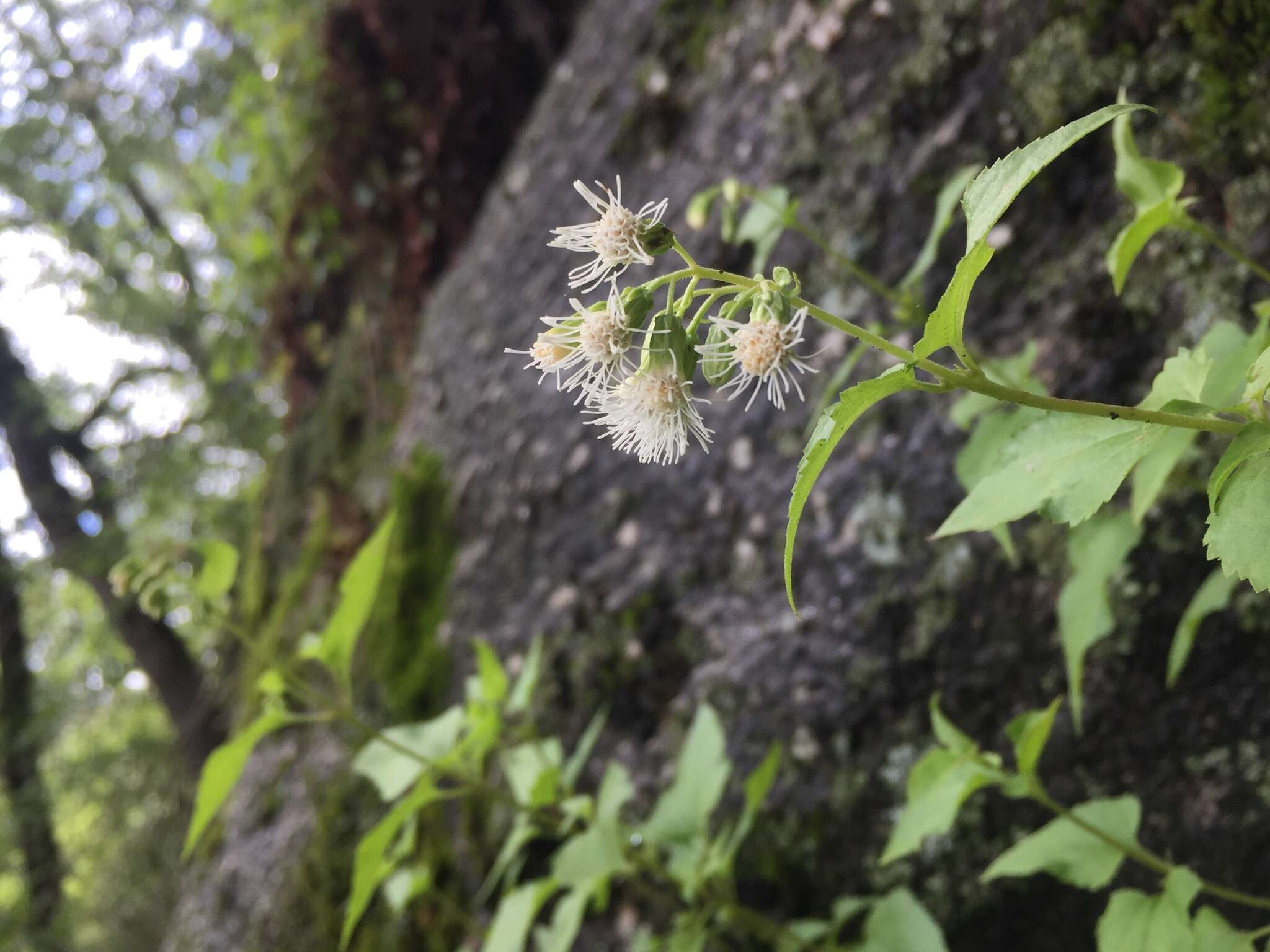 Brickelliastrum fendleri (A. Gray) R. King & H. Rob.的圖片