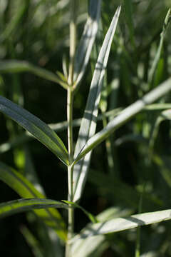 Image of Milky Loosestrife