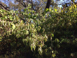 Image de Cornus drummondii C. A. Mey.