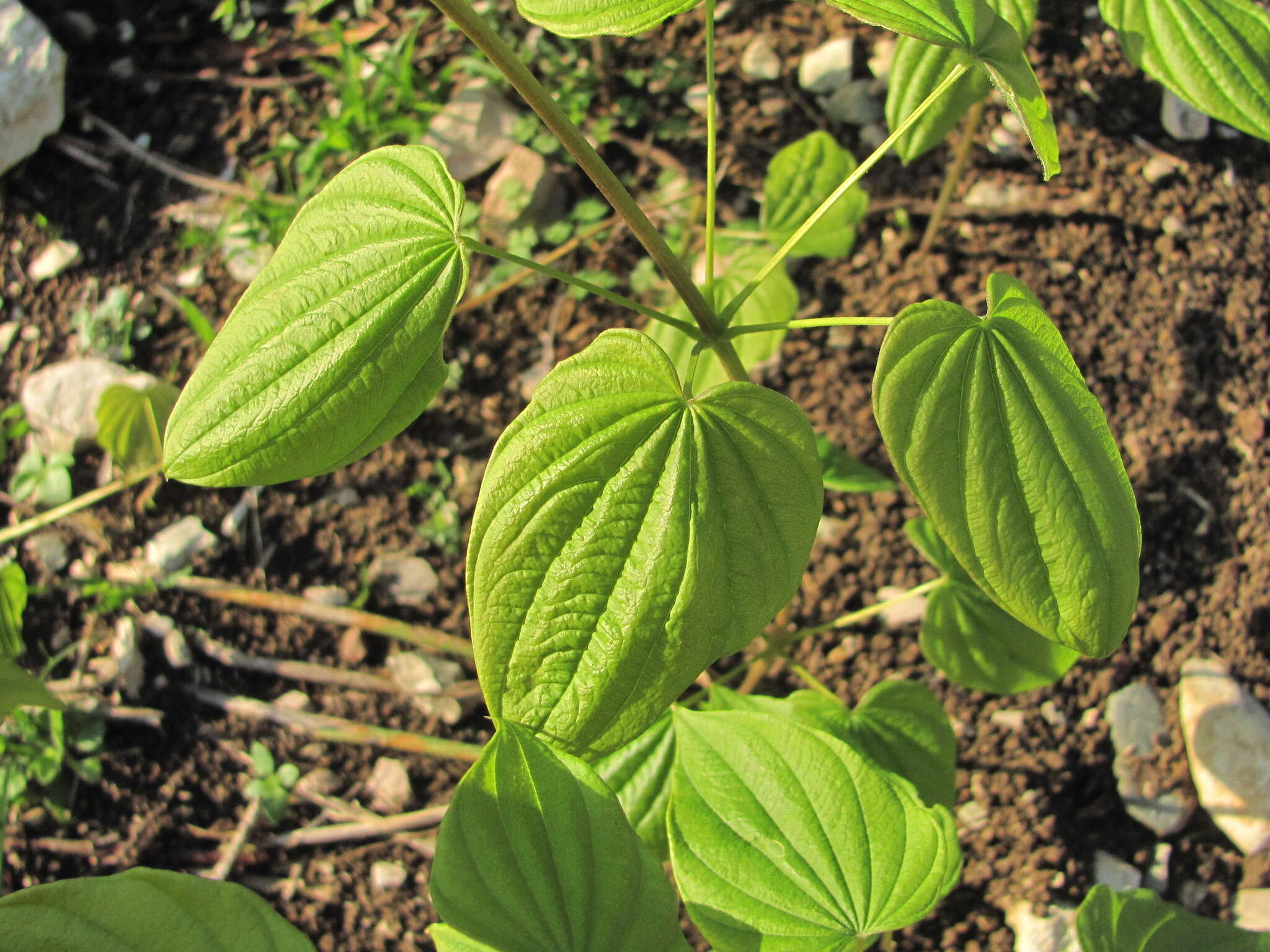 Dioscorea caucasica Lipsky的圖片