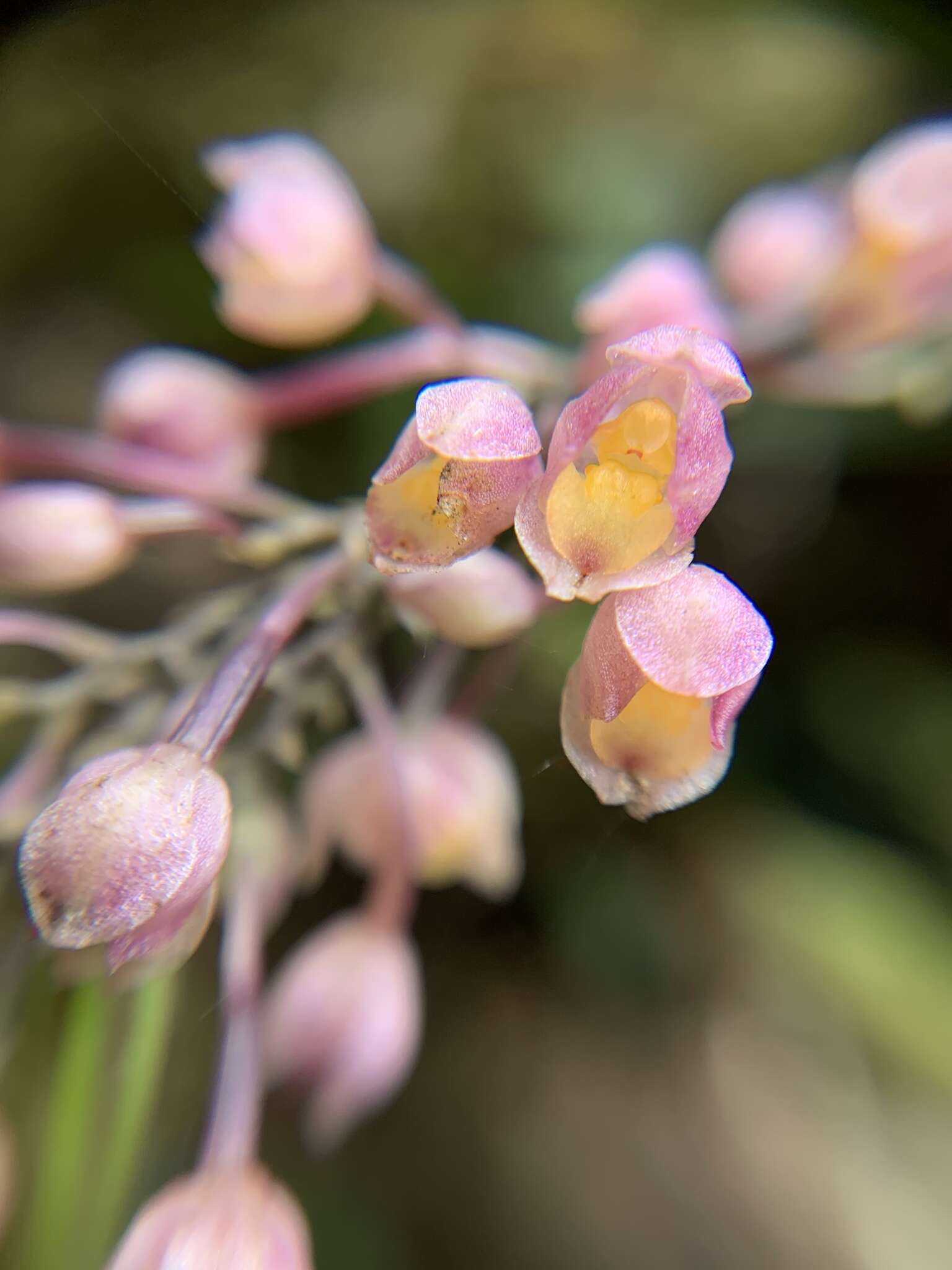 Image of Cyrtochilum rhodoneurum (Rchb. fil.) Dalström