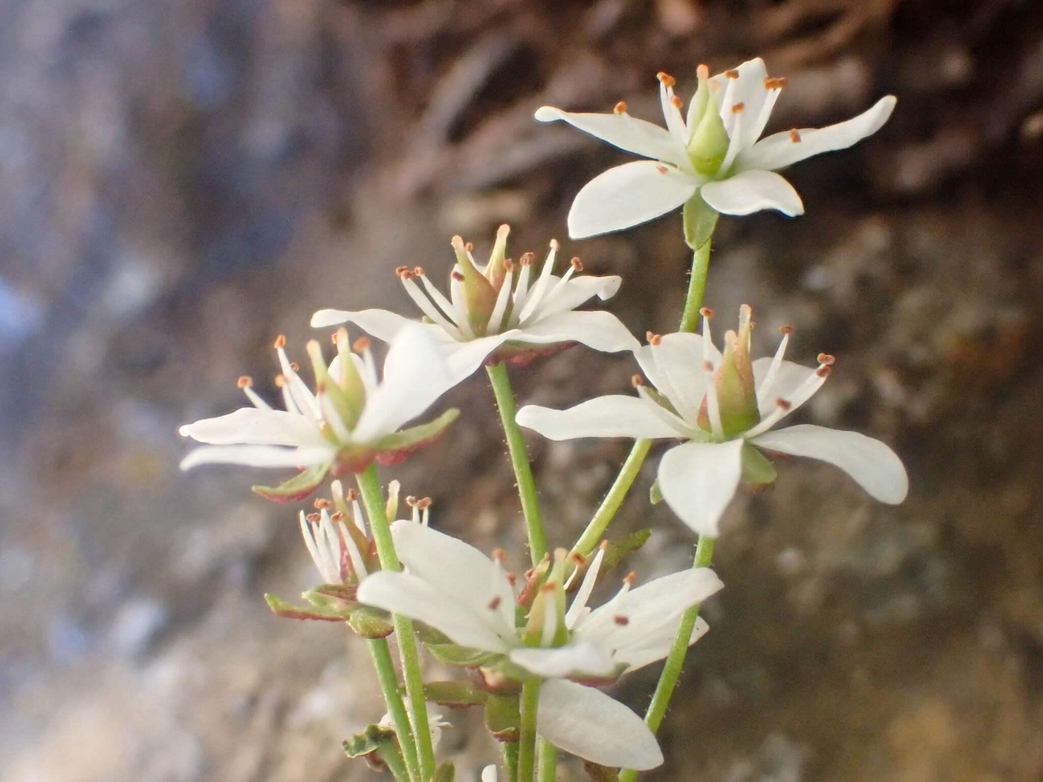 Image of Howell's Pseudosaxifrage