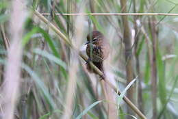 Image of Marsh Babbler