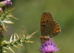 Image of High brown fritillary